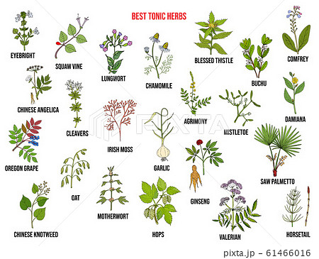 Best tonic herbs collection 61466016