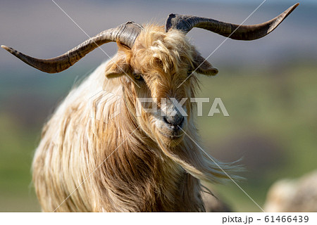 古のヤギ角 JP 016 M BIG 4枚セット Big brown goat with big hornの写真素材 [61466439] - PIXTA