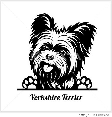 Dog Head Yorkshire Terrier Breed Black And のイラスト素材