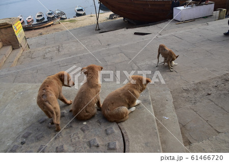 インドのワラーナシー　ガンジス河沿いのガートで生活する野良犬の家族 61466720