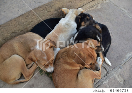 インドのワラーナシー ガンジス河沿いのガートで生活する野良犬の家族 固まって暖を取る子犬の群れ インドのワラーナシー ガンジス河沿いのガートで生活する野良犬の家族 固まって暖を取る子犬の群れ 61466733
