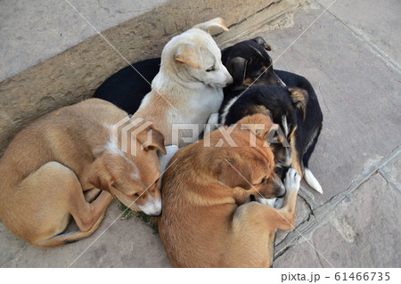 インドのワラーナシー ガンジス河沿いのガートで生活する野良犬の家族 固まって暖を取る子犬の群れ インドのワラーナシー ガンジス河沿いのガートで生活する野良犬の家族 固まって暖を取る子犬の群れ 61466735