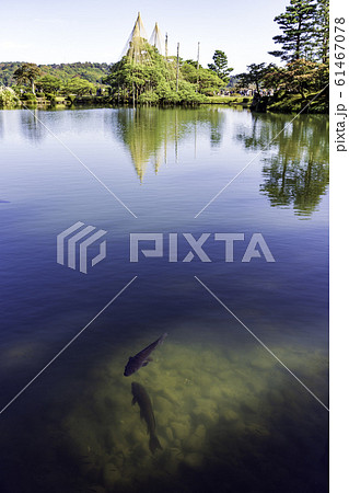 秋の兼六園 霞ヶ池 秋の兼六園 霞ヶ池 61467078