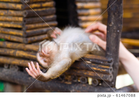 A monkey cub looks at his small hand. 61467088