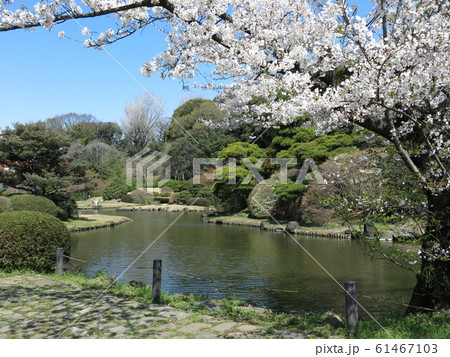 桜が咲く小石川植物園の日本庭園 桜が咲く小石川植物園の日本庭園 61467103