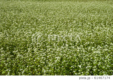 蕎麦の花 蕎麦の花 61467174