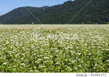 蕎麦の花 蕎麦の花 61467177