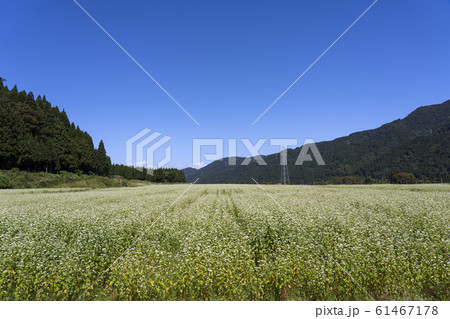 蕎麦の花 蕎麦の花 61467178