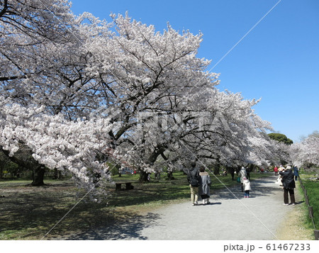 桜の花見客で賑わう小石川植物園（ソメイヨシノ林） 61467233