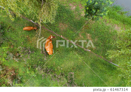 Top view of the cow and calf. 61467314