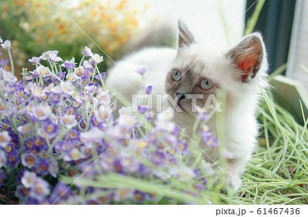 猫 動物 花畑の写真素材 [61467436] - PIXTA