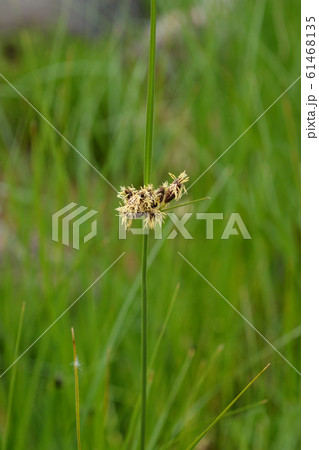 Sea clubrush Sea clubrush 61468135