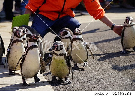 おたる水族館 ペンギンの海まで遠足 おたる水族館 ペンギンの海まで遠足 61468232