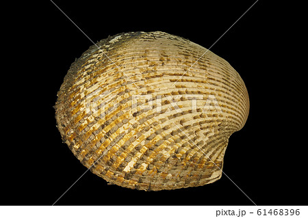 【貝 (アカガイ)】 (深度合成) 【貝 (アカガイ)】 (深度合成) 61468396