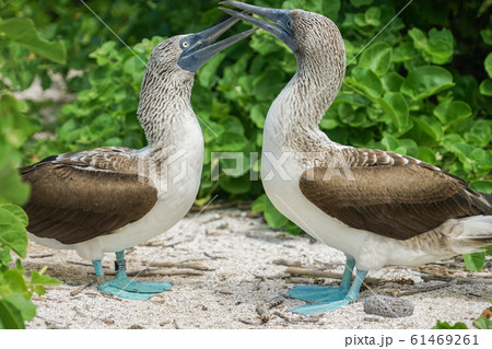 アオアシカツオドリ 61469261