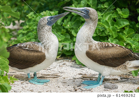 アオアシカツオドリ 61469262