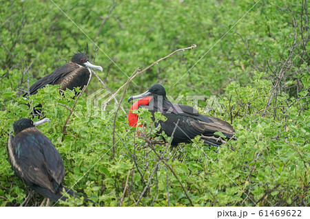 アメリカグンカンドリ 61469622