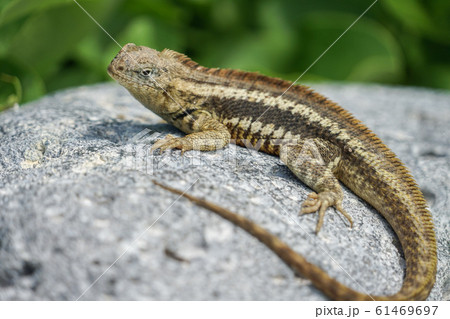 ヨウガントカゲ 61469697