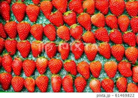 イチゴ 61469822