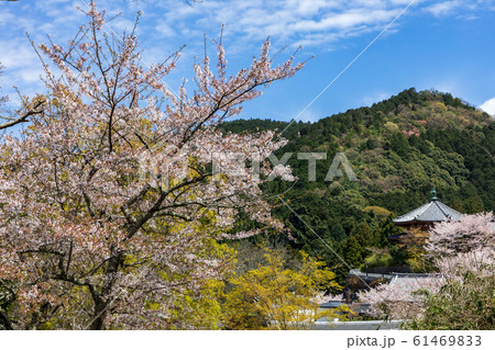壷阪寺の桜 春 奈良県 61469833
