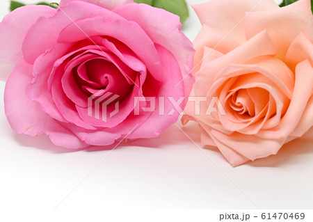 beautiful pink and orange rose flower isolated on white background beautiful pink and orange rose flower isolated on white background 61470469