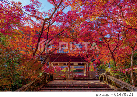 京都　秋の鍬山神社 61470521