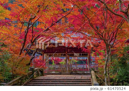 京都　秋の鍬山神社 61470524