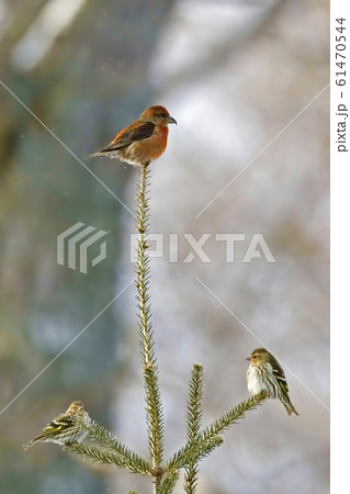 Vertical of Red Crossbill, Loxia curvirostra, with 61470544