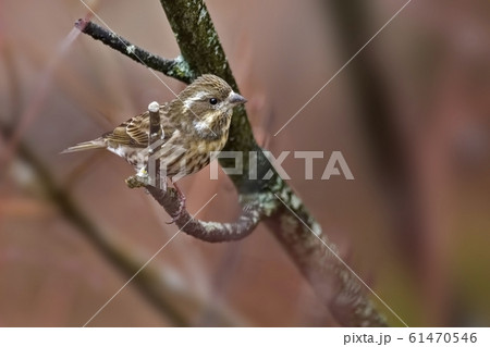 Female Purple Finch, Haemorhous purpureus 61470546