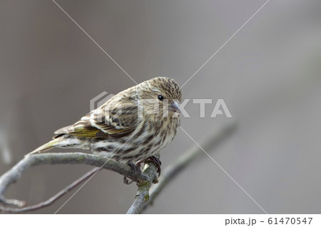 Pine Siskin, Spinus pinus, close up Pine Siskin, Spinus pinus, close up 61470547