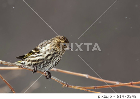 Pine Siskin, Spinus pinus, in snow Pine Siskin, Spinus pinus, in snow 61470548