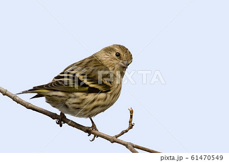 Pine Siskin, Spinus pinus, perched Pine Siskin, Spinus pinus, perched 61470549