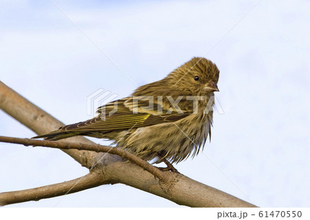 Pine Siskin, Spinus pinus, on branch 61470550