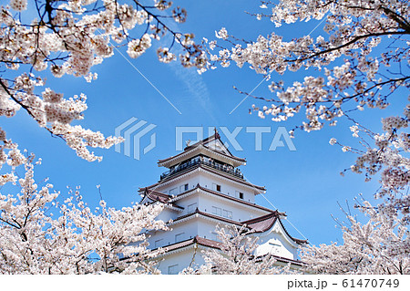 福島県/ 桜満開の鶴ヶ城（会津若松城） 61470749
