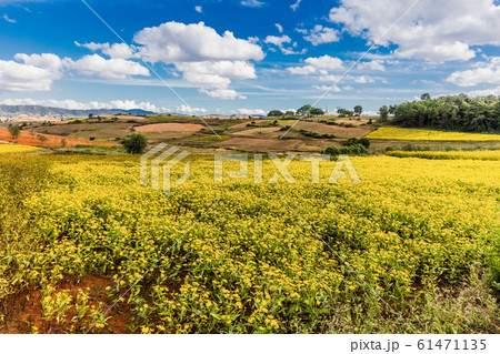 fields landscaped Shan state Myanmar 61471135