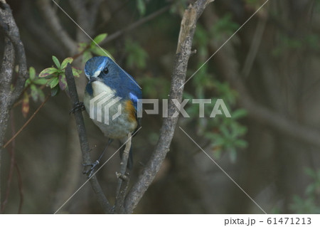 生き物　野鳥　ルリビタキ、オス成鳥。凛々しい顔で餌探し、地面に降りて餌を採る事も多いようです 61471213