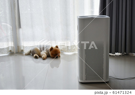 air purifier system cleaning dust pm 2.5 pollution in living room with cute dog in home 61471324