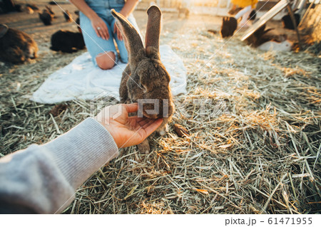 A lot of rabbits on the farm. Feeding rabbits in a pen. Easter pictures. 61471955