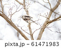 シマエナガ 61471983