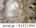 シマエナガ 61471994