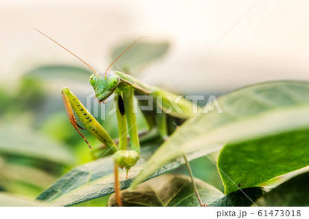 mantis on green background mantis on green background 61473018