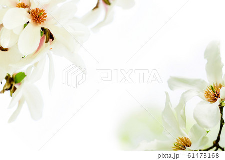 magnolia stellata blossoming in two corners magnolia stellata blossoming in two corners 61473168