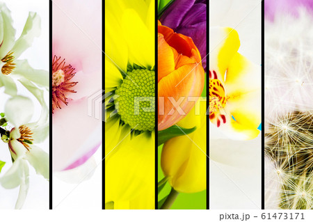 Collage of flowers Collage of flowers 61473171