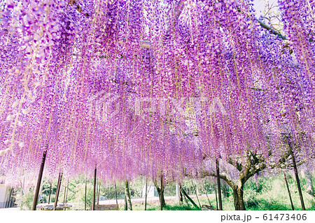 白毫寺の九尺ふじ 白毫寺の九尺ふじ 61473406