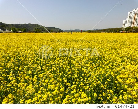 Aerial View of Yuchae Canola Flower Festival in Aerial View of Yuchae Canola Flower Festival in 61474721