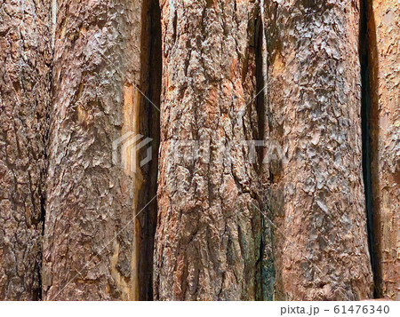 Background of natural wooden vertical old logs with bark 61476340