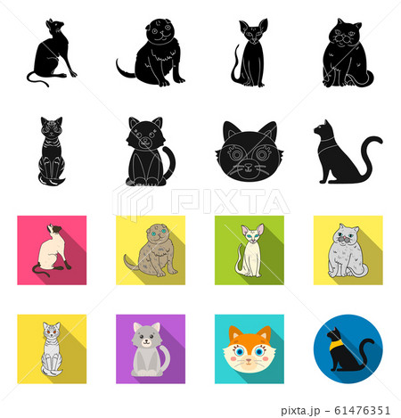 Vector illustration of pet and sphynx symbol. Set of pet and fun vector icon for stock. 61476351