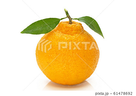 【ポンカン】 (深度合成) 61478692