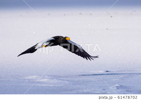 オオワシ オオワシ 61478702