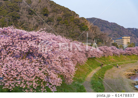 【河津桜　南伊豆町】 61478837